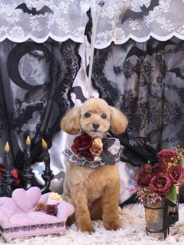 20231013チャロくん